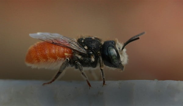 NaturallyGC :Bee-utiful Native Stingless Bees