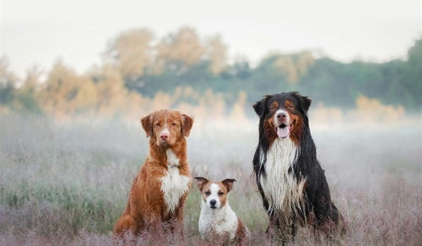 Top Dog Film Festival 2024 Gold Coast