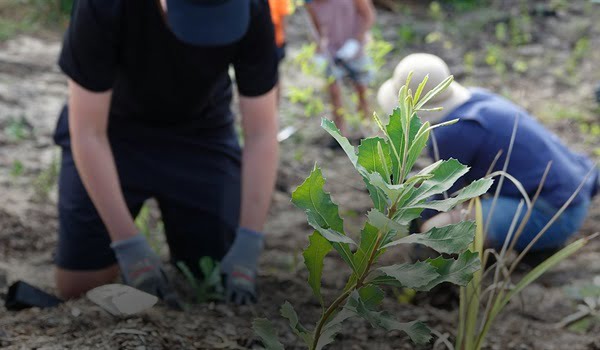 NaturallyGC: Friends of Federation Walk- Tree Planting