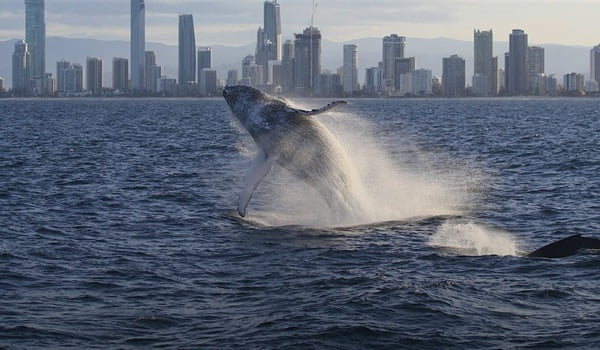 NaturallyGC Whales in the City