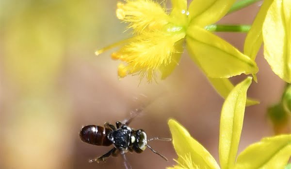 Guided Native Bee Walk in the Botanic Gardens