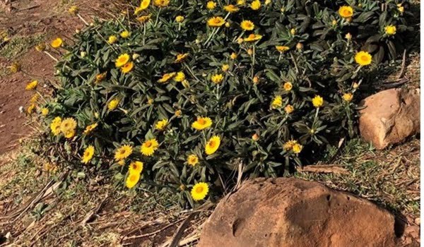 Coastal Headlands Guided Walk