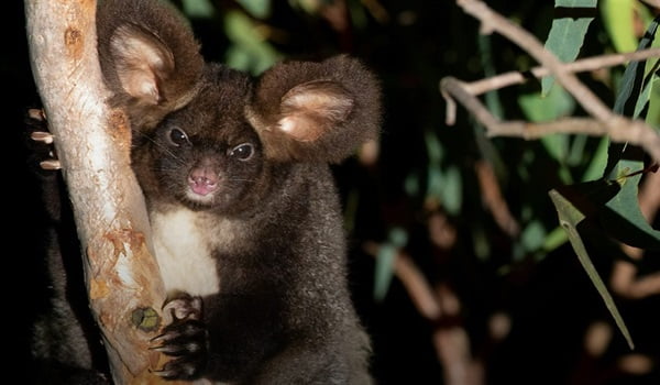 NaturallyGC Greater Glider  Survey Walk