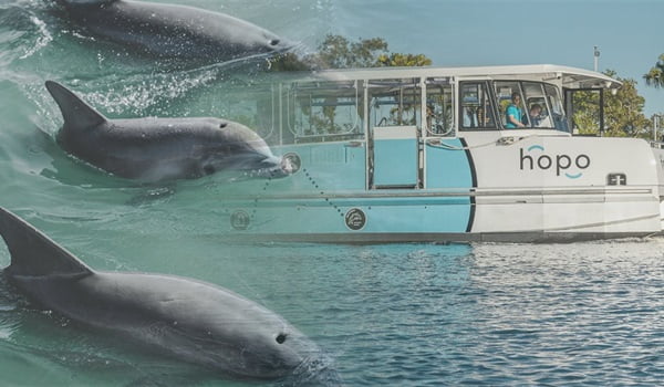 NaturallyGC  Marine Life of the Broadwater (boat tour)