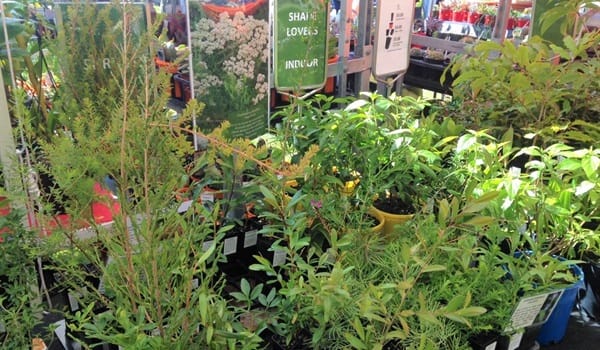 Friends Nursery Sale