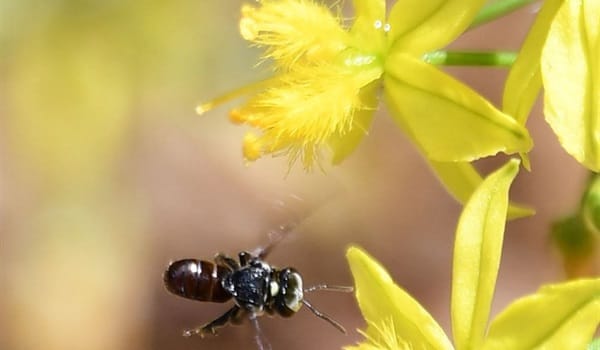 Guided Native Bee Walk in the Botanic Gardens