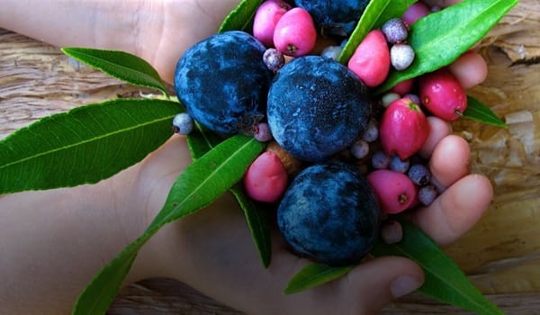 NaturallyGC Bushtucker