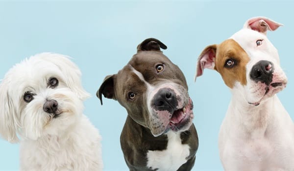 Dog Bite Prevention & Responsible Pet Ownership Workshop