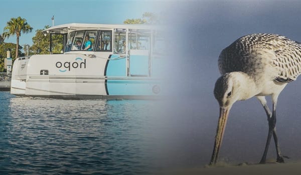 NaturallyGC  Birds of the Broadwater (Boat Tour)