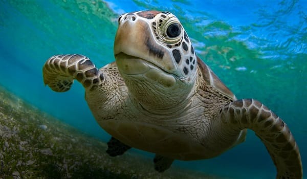 NaturallyGC Kids-Life of Marine Turtles