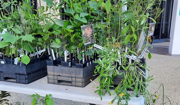 NaturallyGC: Introduction to Propagating Native Plants