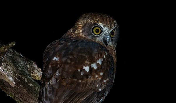 NaturallyGC Nocturnal Natives