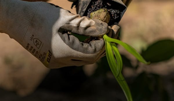 NaturallyGC: Carrara Landcare Group- Tree planting