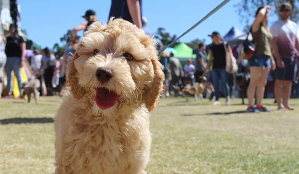 Paws at the Park | Gold Coast Dog Markets