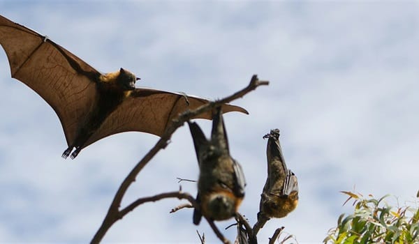 NaturallyGC - Flying Fox Fly Out