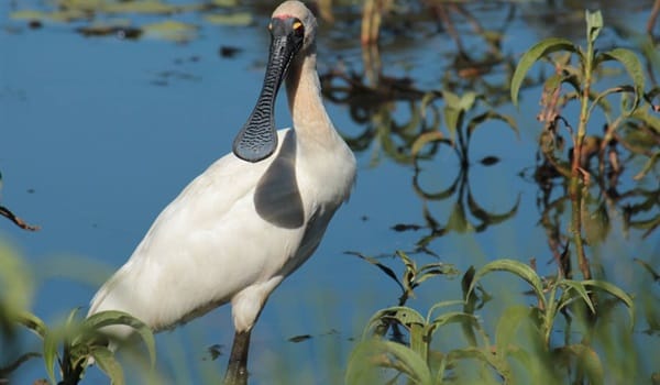 Birds of the Gardens guided walk