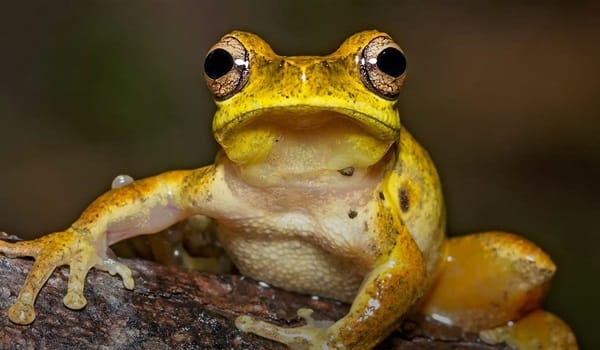 NaturallyGC - Native Frogs of the Coast
