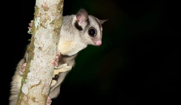 NaturallyGC Creatures of the Dark (Ages 8+)