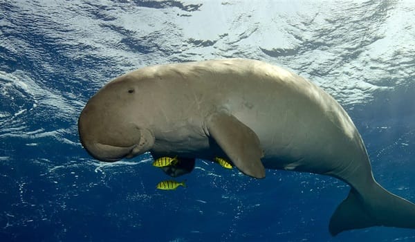 NaturallyGC Exploring the Life of Dugongs
