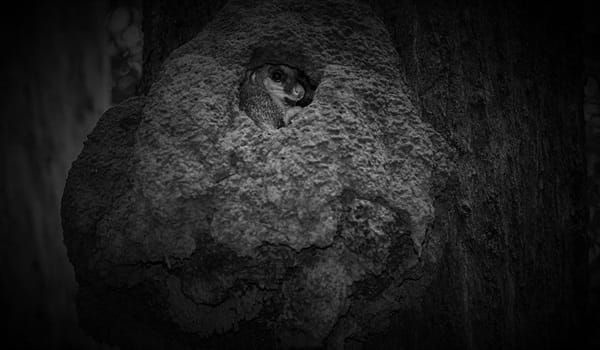 NaturallyGC - Life inside a hollow (nocturnal survey)