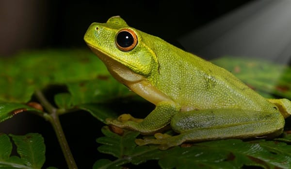 NaturallyGC - The Life of Frogs (Spotlighting)