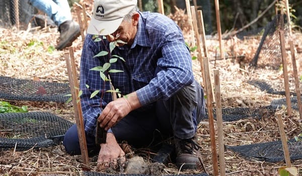 NaturallyGC: Austinville Landcare Tree Planting