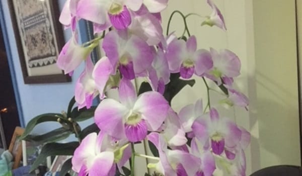 Orchid Show and Christmas Fayre