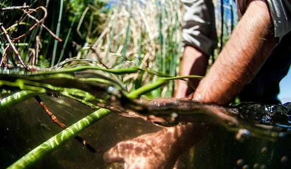 NaturallyGC - Bass Fish Release