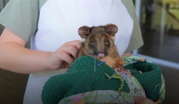 NaturallyGC Kids- Wildlife Encounters