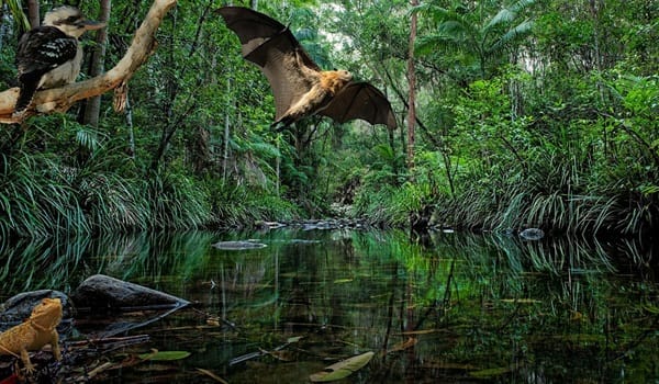 NaturallyGC Kids - Creatures of the Creek (Wildlife Show)