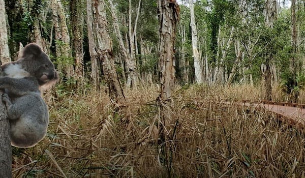 NaturallyGC Kids - Junior Wildlife Rangers: Koalas