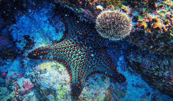 NaturallyGC Kids - Sea Creatures