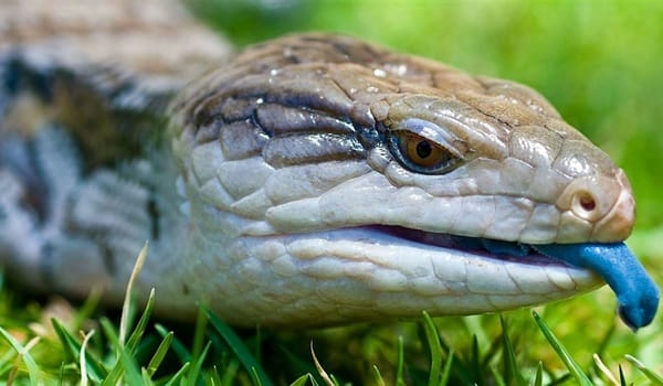 NaturallyGC Kids-Scaly Reptiles