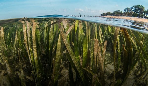 NaturallyGC Kids - Seagrass Meadows