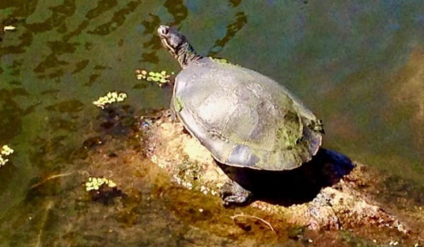 Birds and other Wildlife of the Botanic Gardens Guided Walk