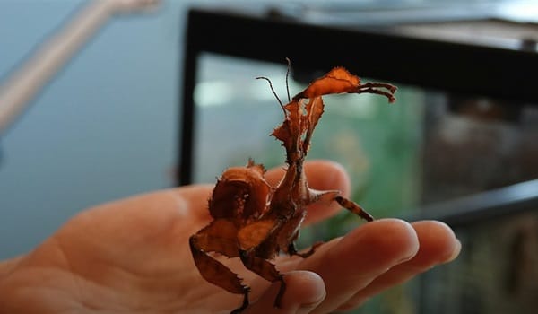 NaturallyGC Kids - Creepy Crawlies