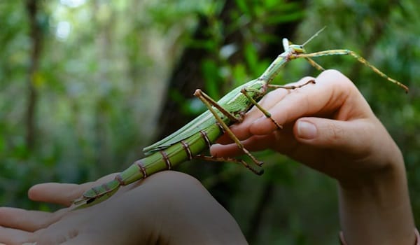 NaturallyGC Kids - Bugs Gone Wild