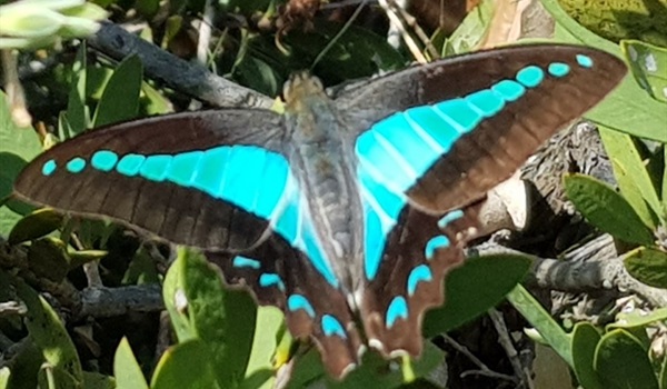 Glider Butterfly Tour