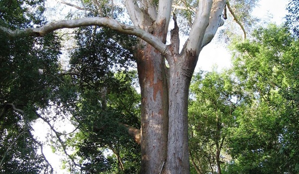 A Most Remarkable Tree