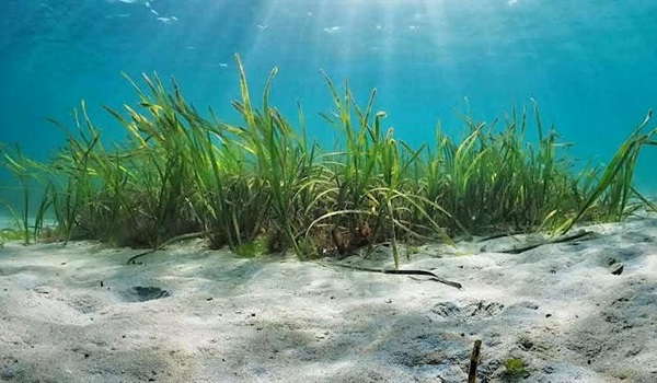 Seagrass Monitoring at Currumbin Creek